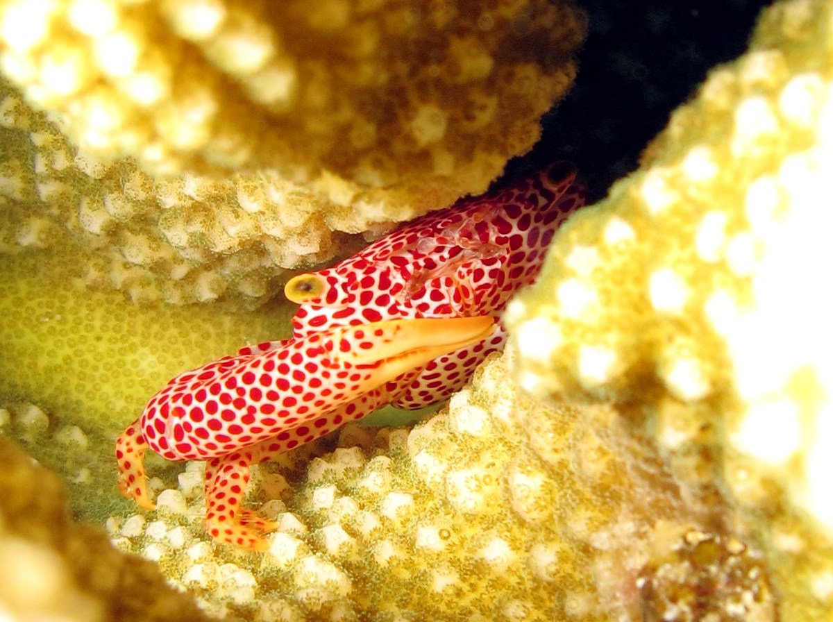 Rust-Spotted Guard Crab - Trapezia rufopunctata