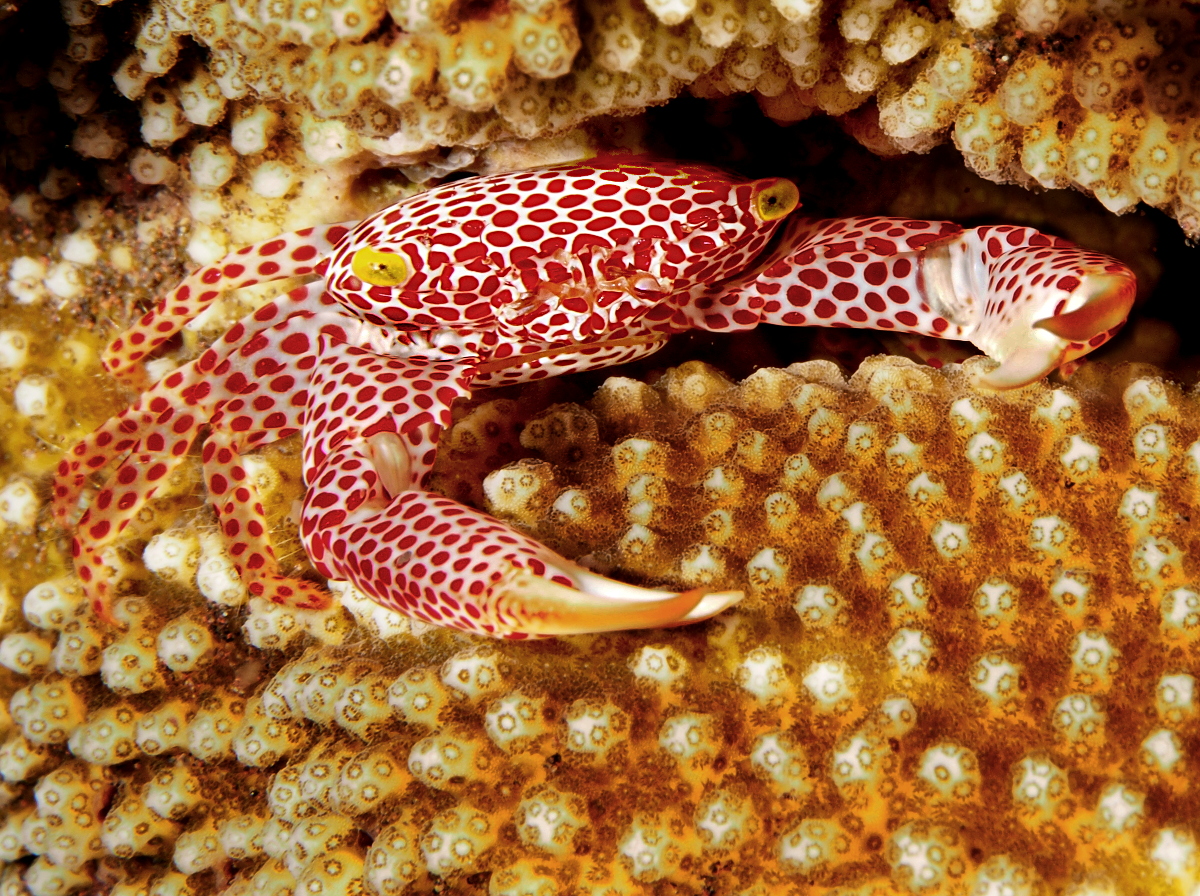 Rust-Spotted Guard Crab - Trapezia rufopunctata