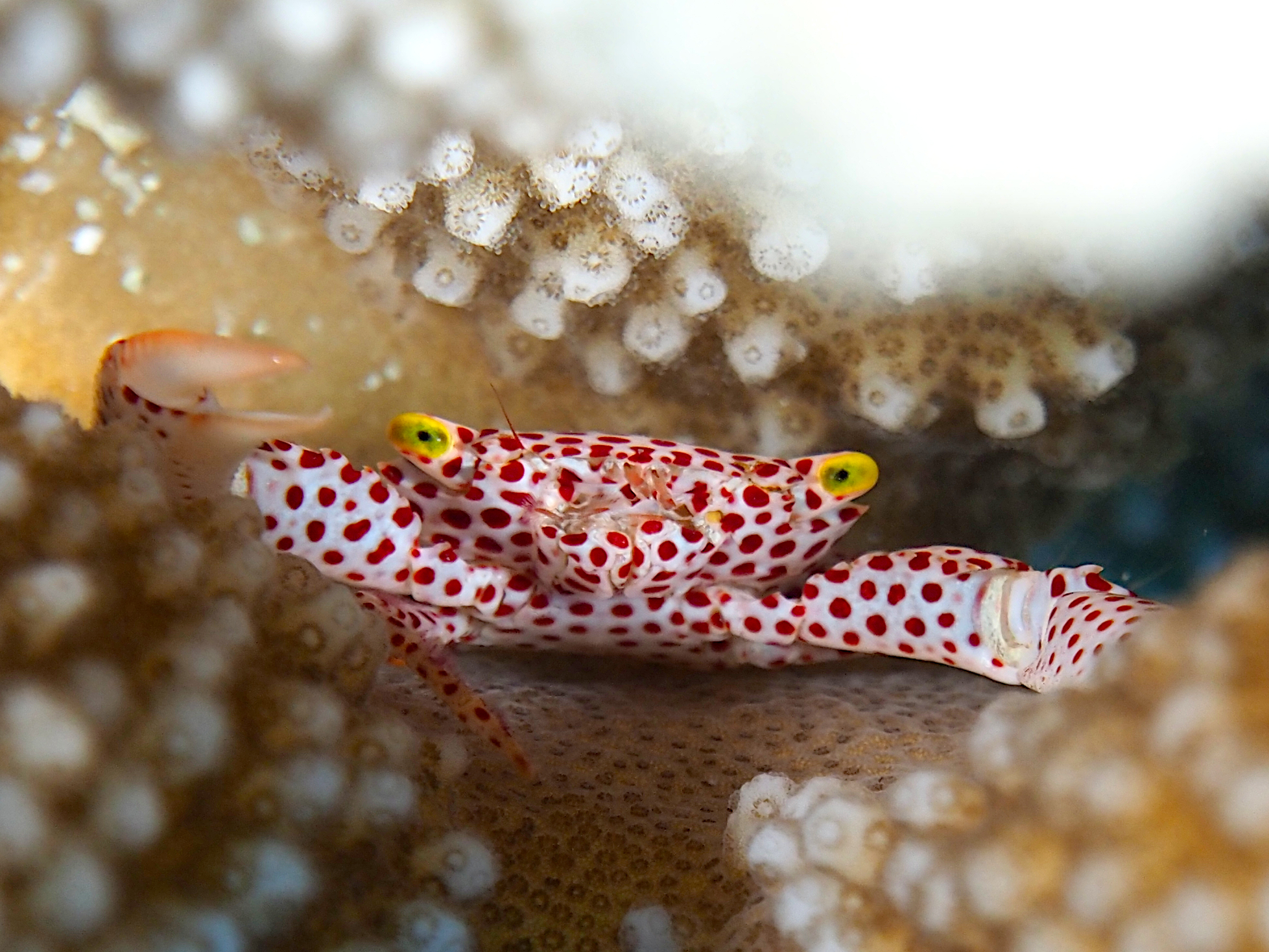 Rust-Spotted Guard Crab - Trapezia rufopunctata