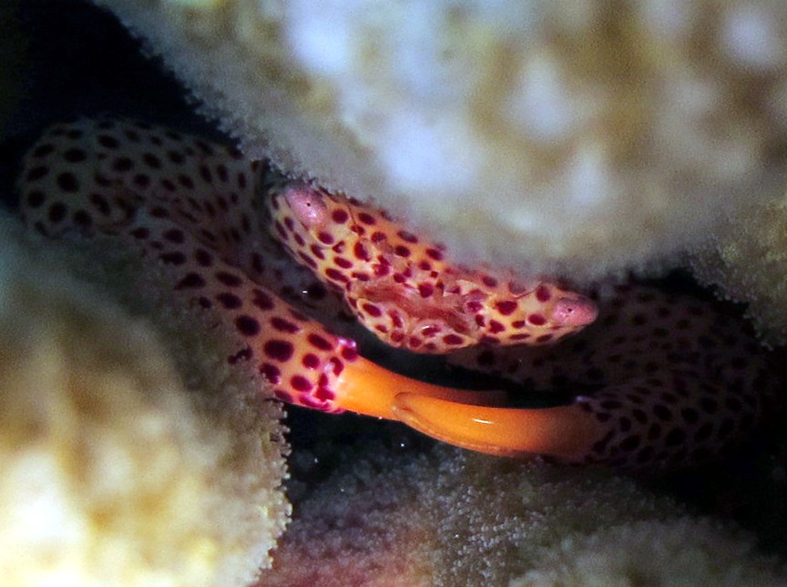 Red-Spotted Guard Crab - Trapezia tigrina - Maui, Hawaii