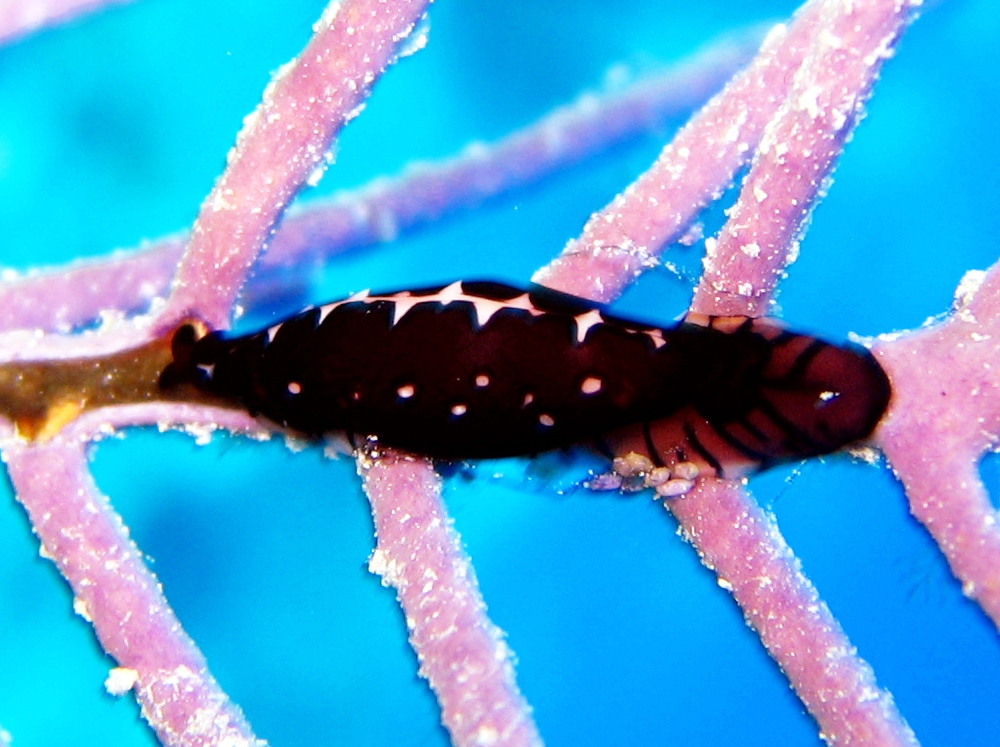 Triangular Cyphoma - Cyphoma cassidyae