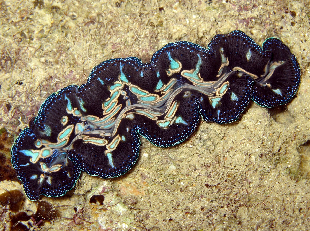 Boring Giant Clam - Tridacna crocea - Palau