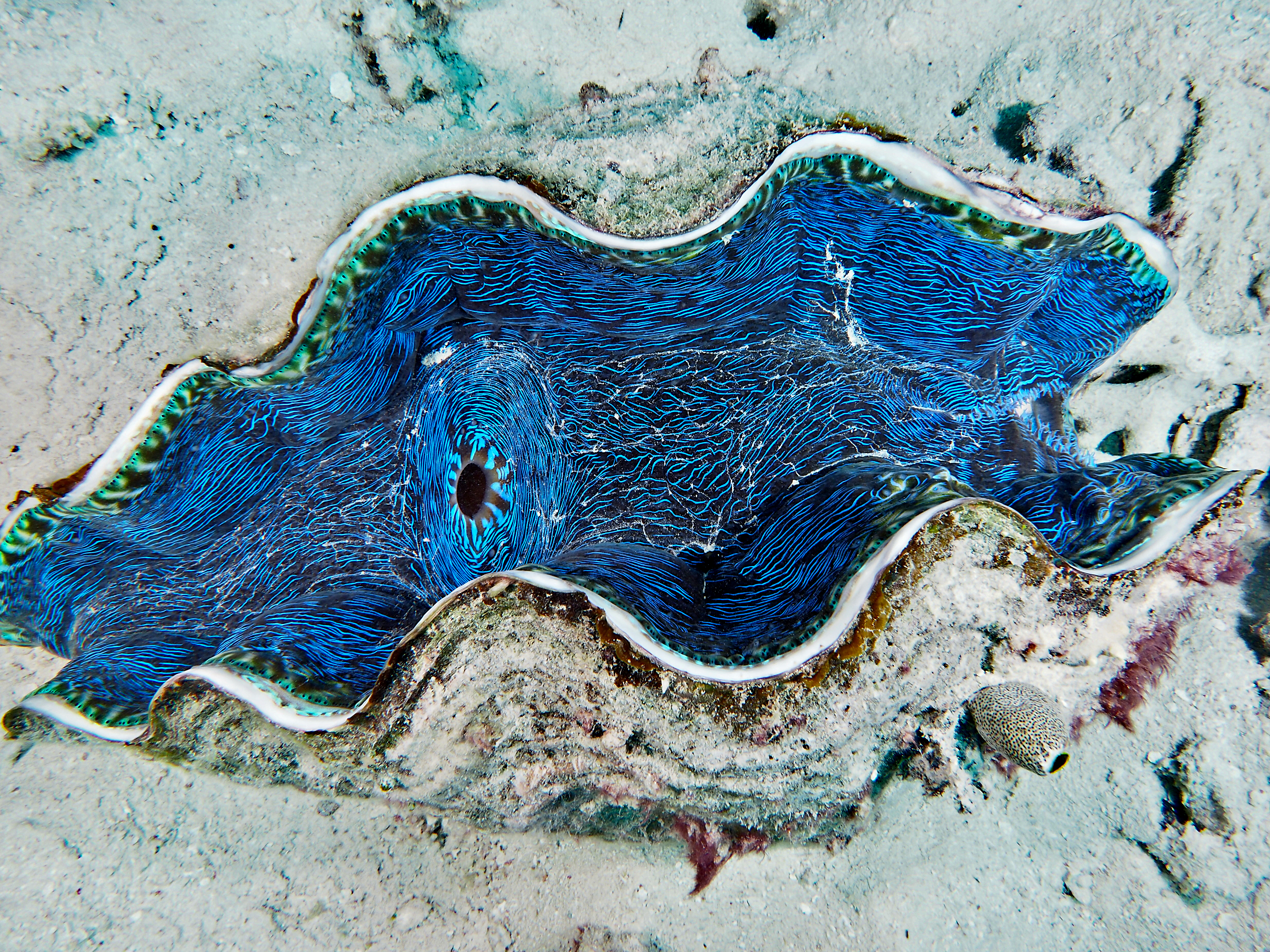 Smooth Giant Clam - Tridacna derasa