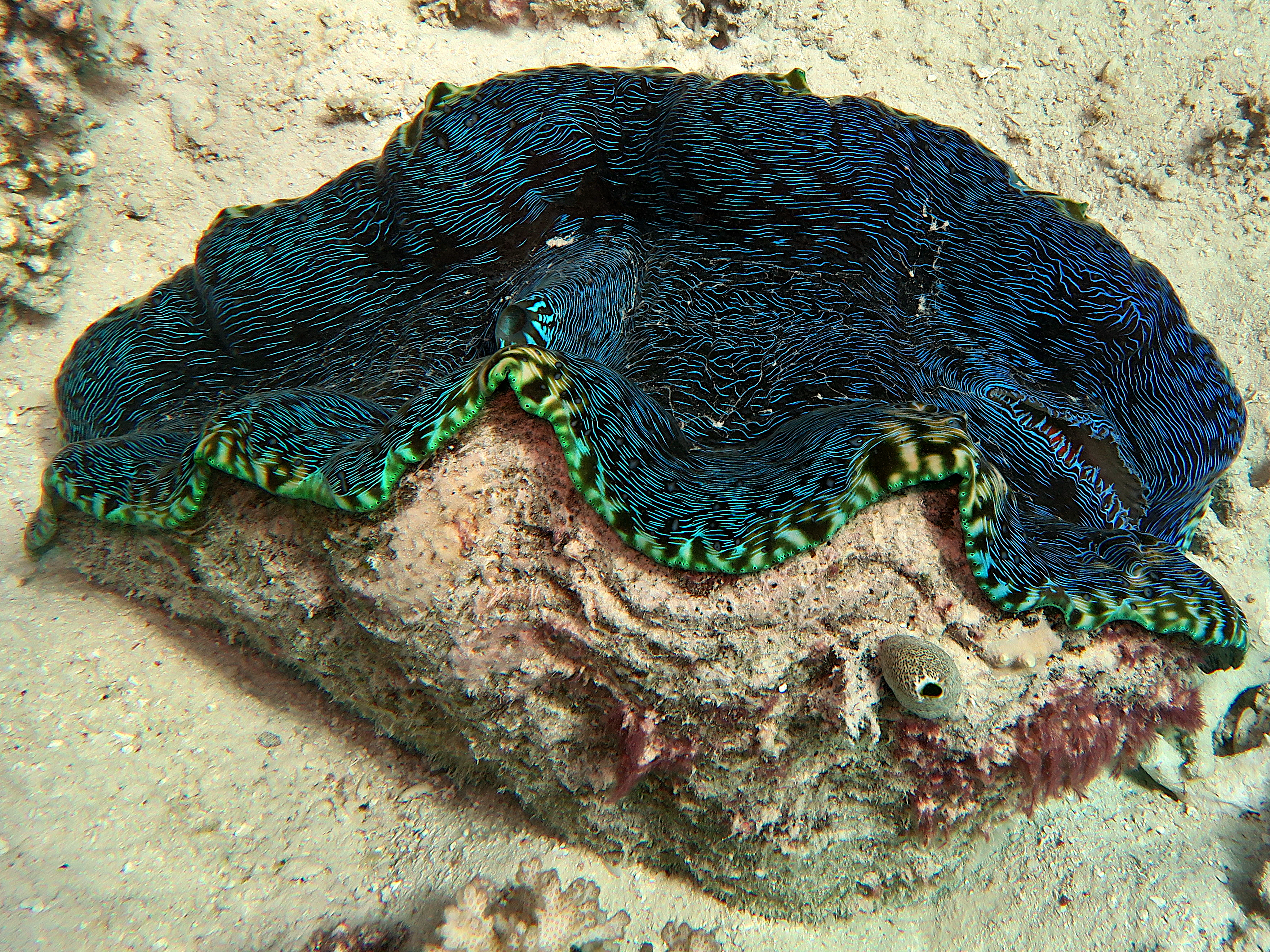 Smooth Giant Clam - Tridacna derasa