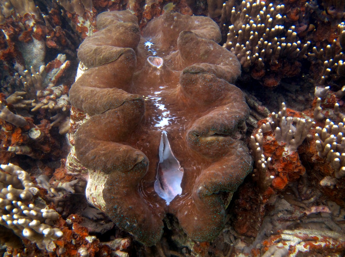 Giant Clam - Tridacna gigas