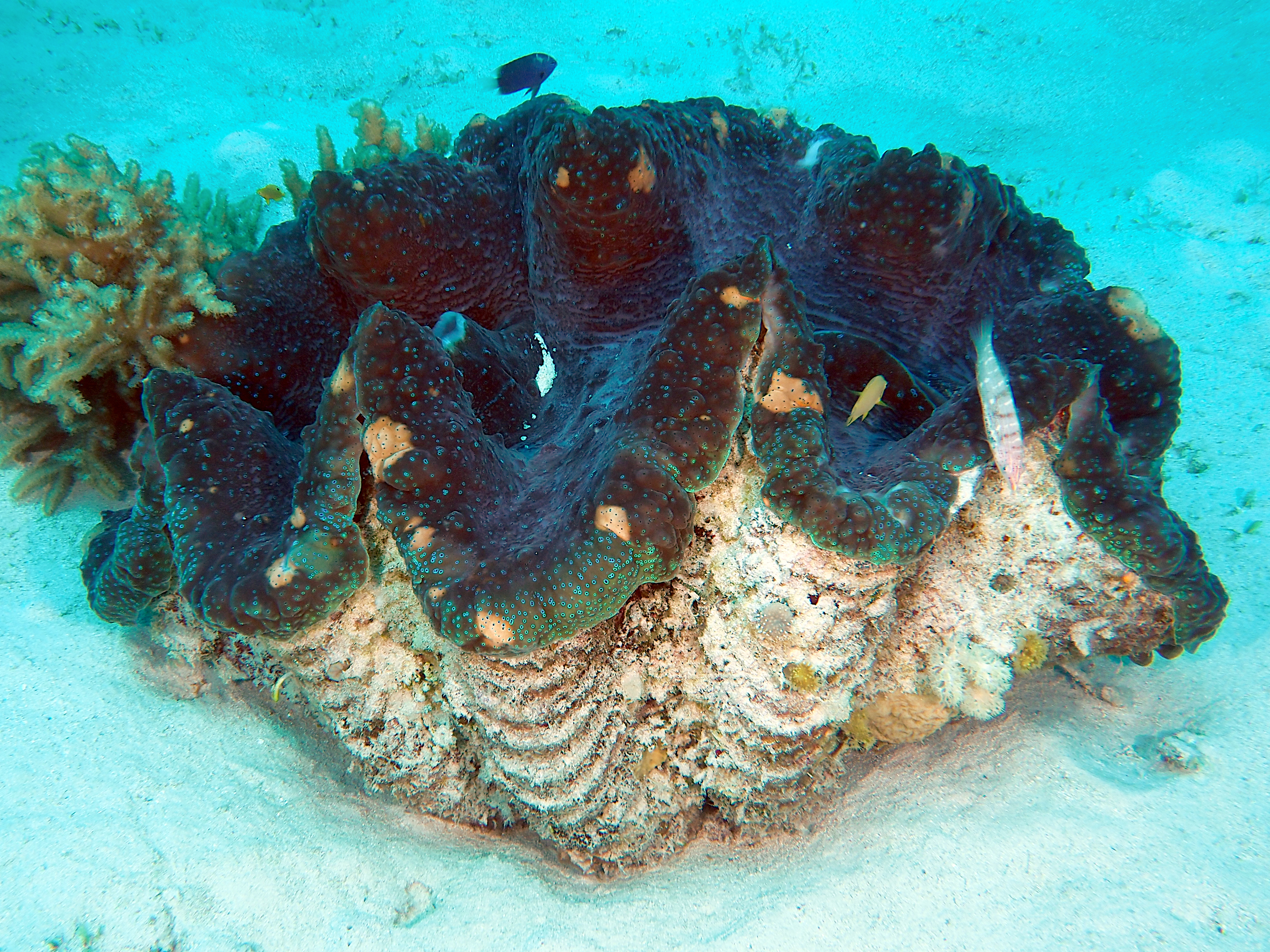 Giant Clam - Tridacna gigas