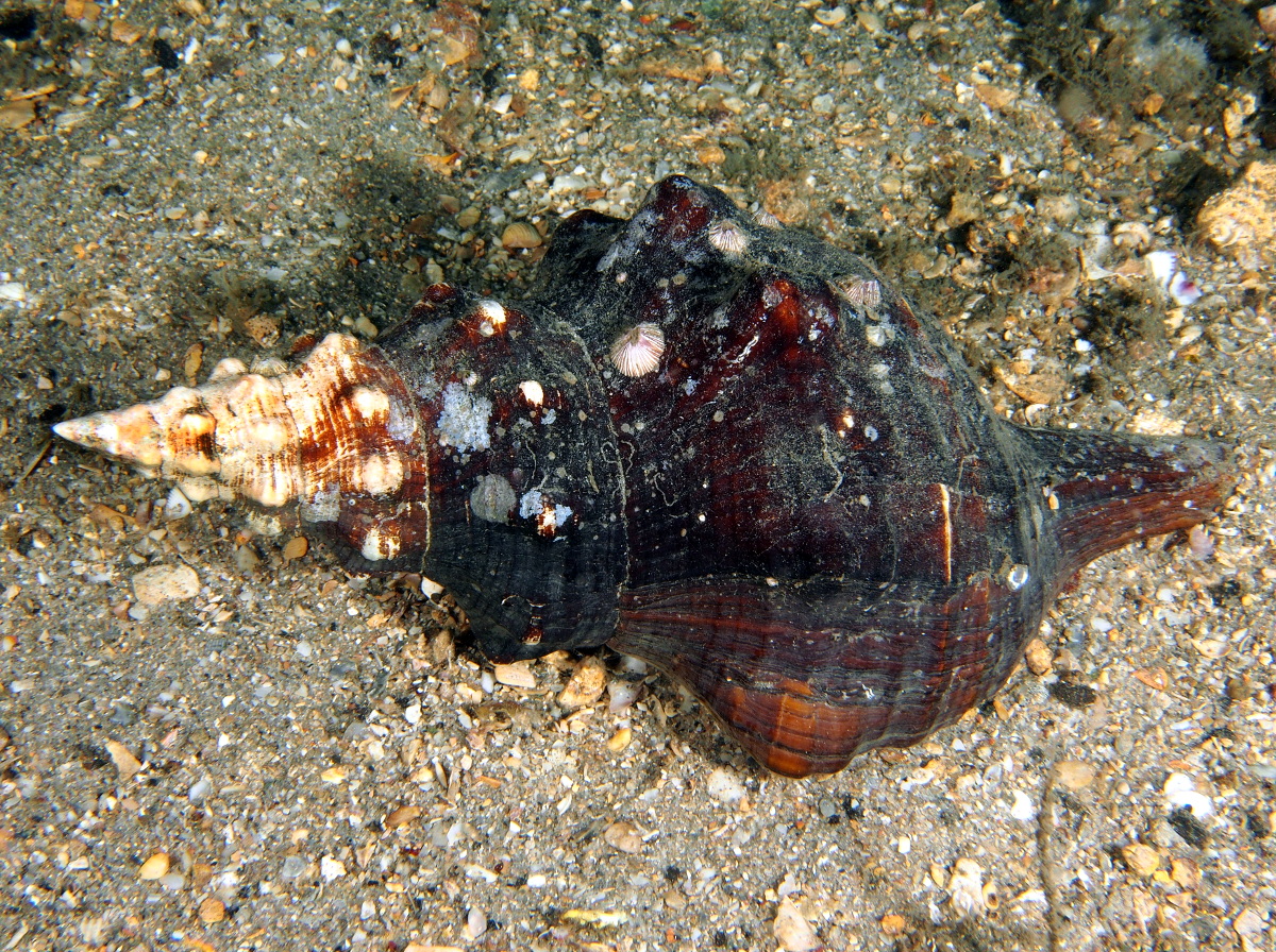 Florida Horse Conch - Triplofusus giganteus - Blue Heron Bridge, Florida