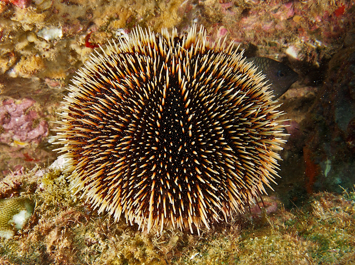 White Sea Urchin - Tripneustes depressus - Cabo San Lucas, Mexico