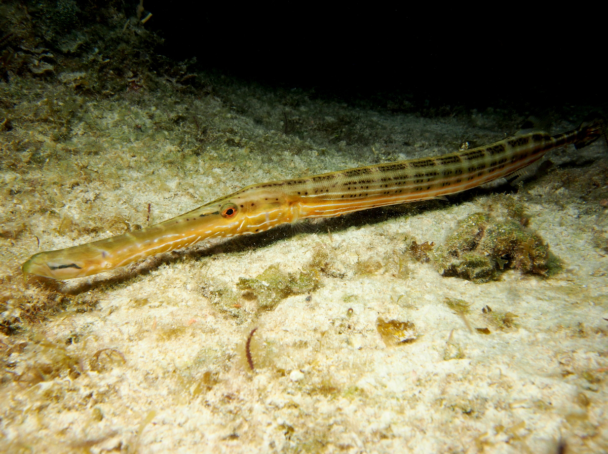 Trumpetfish - Aulostomus maculatus