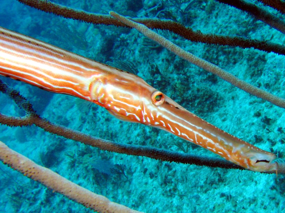 Trumpetfish - Aulostomus maculatus