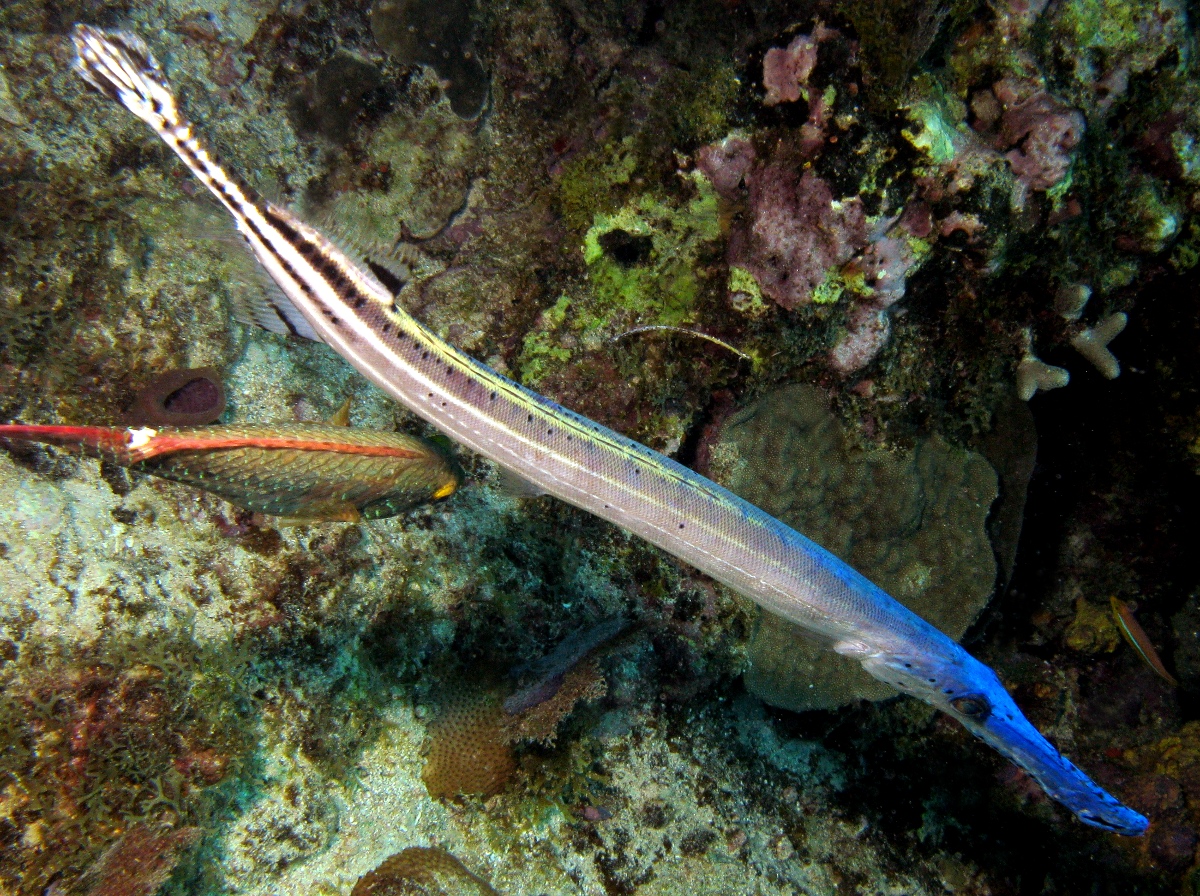 Trumpetfish - Aulostomus maculatus