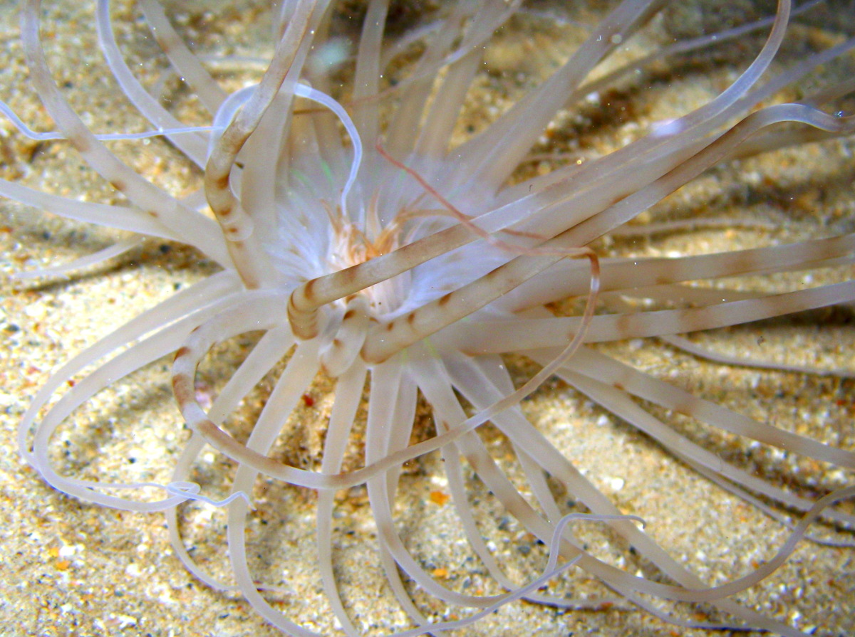 Banded Tube-Dwelling Anemone - Isarachnanthus nocturnus