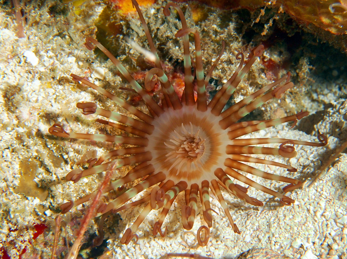 Lavander Tube-dwelling anemone - 