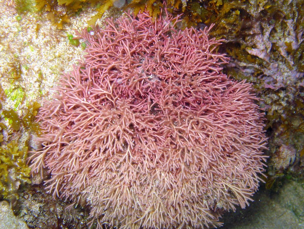 Tubular Thicket Algae - Galaxaura sp.