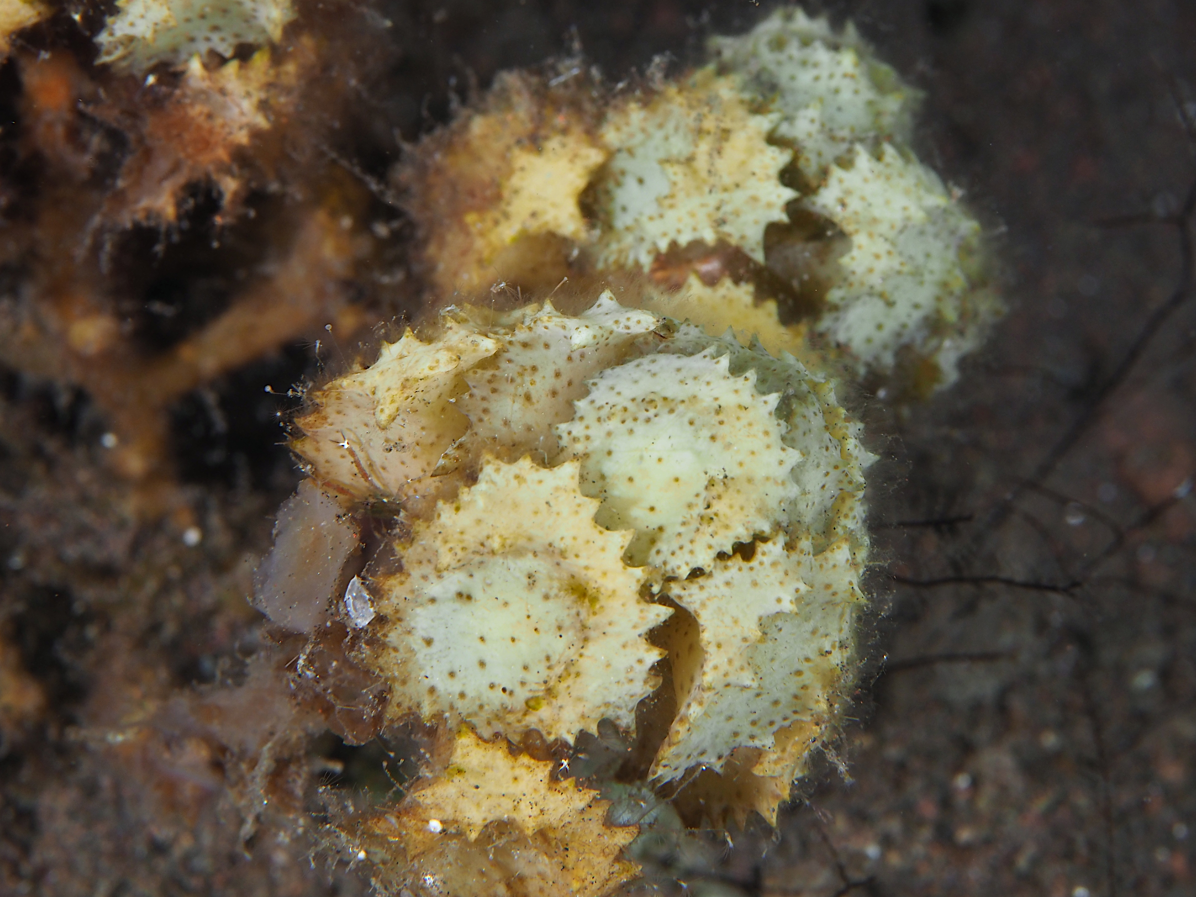 Ornate Turbanweed - Turbinaria ornata