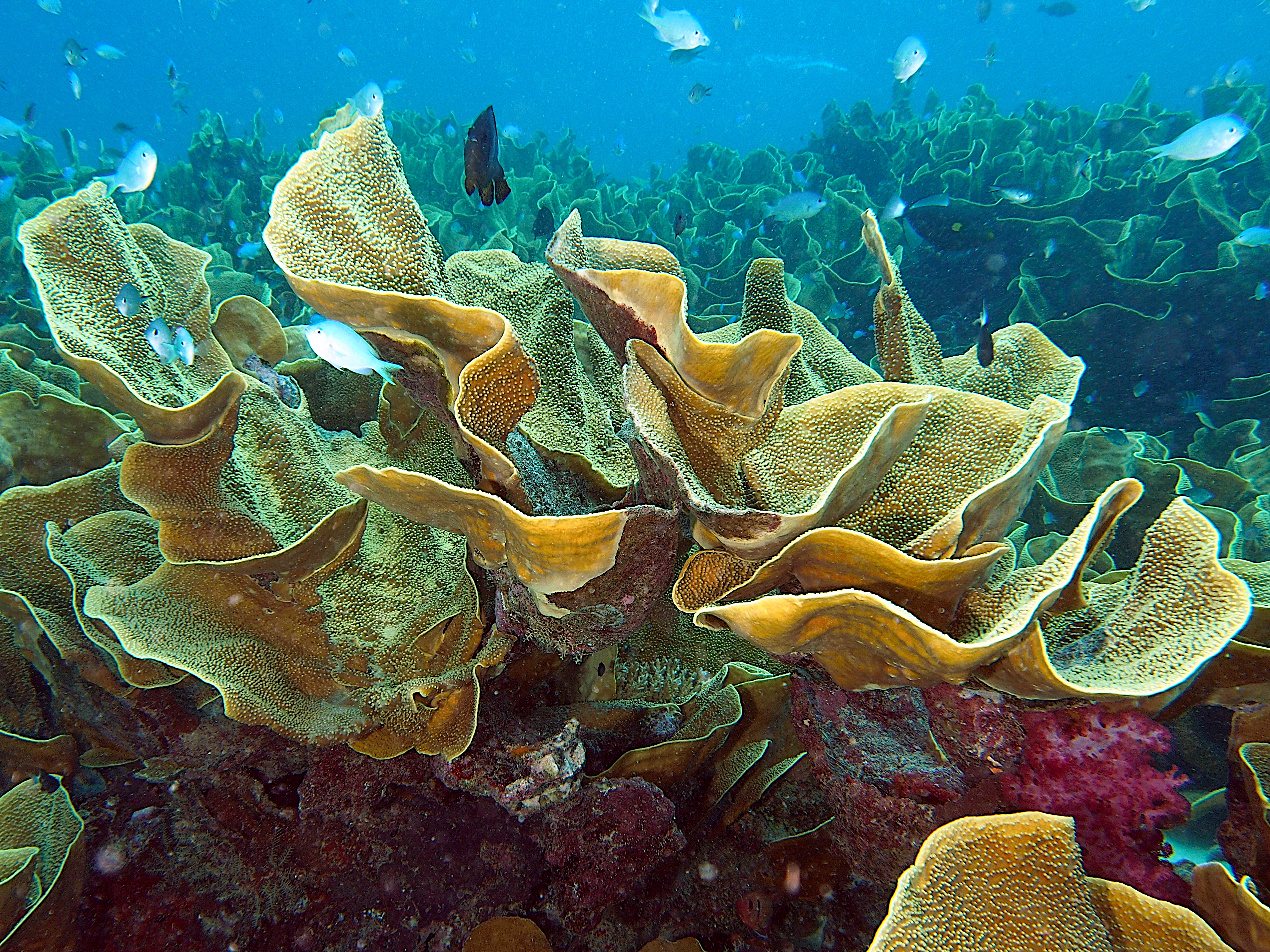 Yellow Scroll Coral - Turbinaria reniformis - Fiji