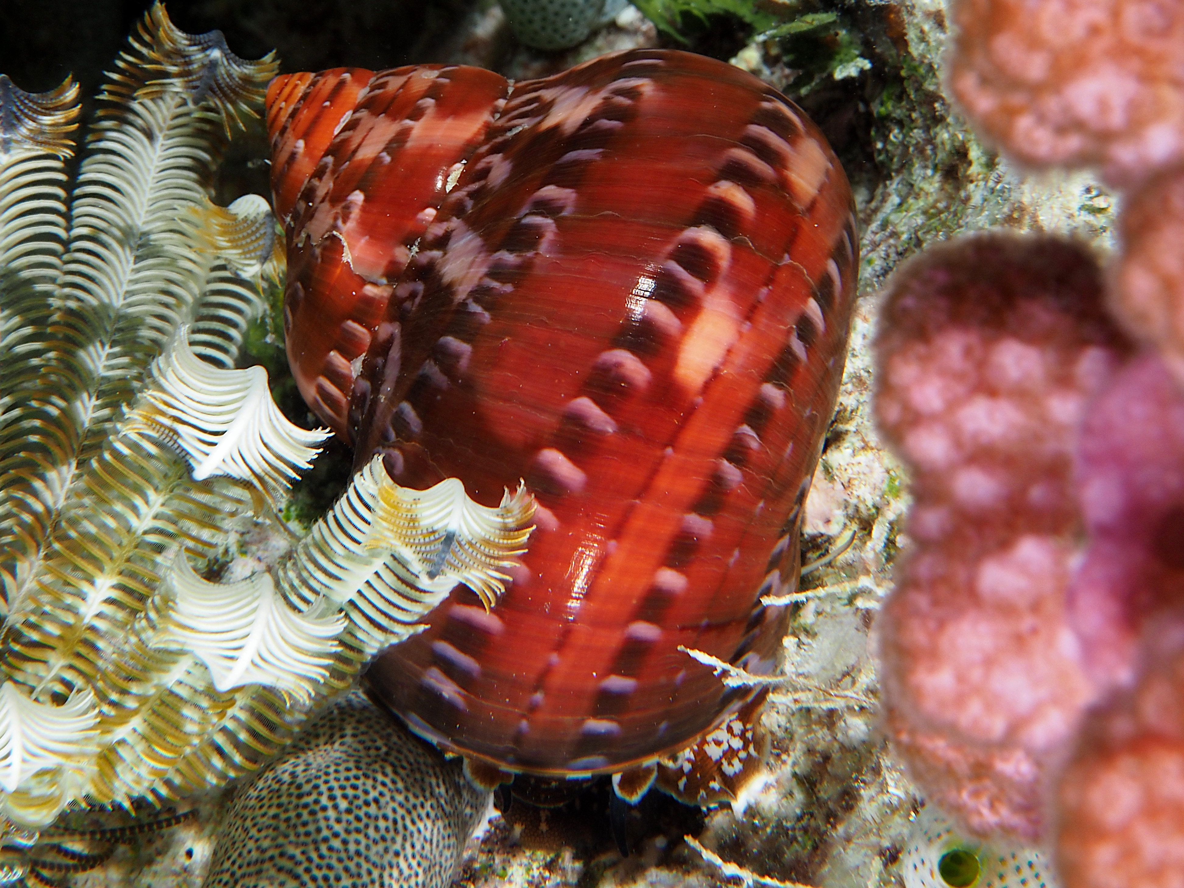 Tapestry Turban - Turbo petholatus - Coral Sea, Australia