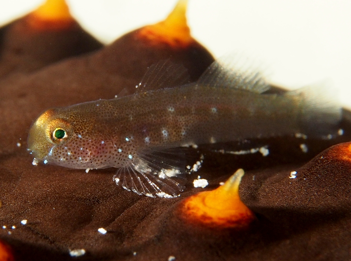 Tusked goby - Risor ruber - The Exumas, Bahamas