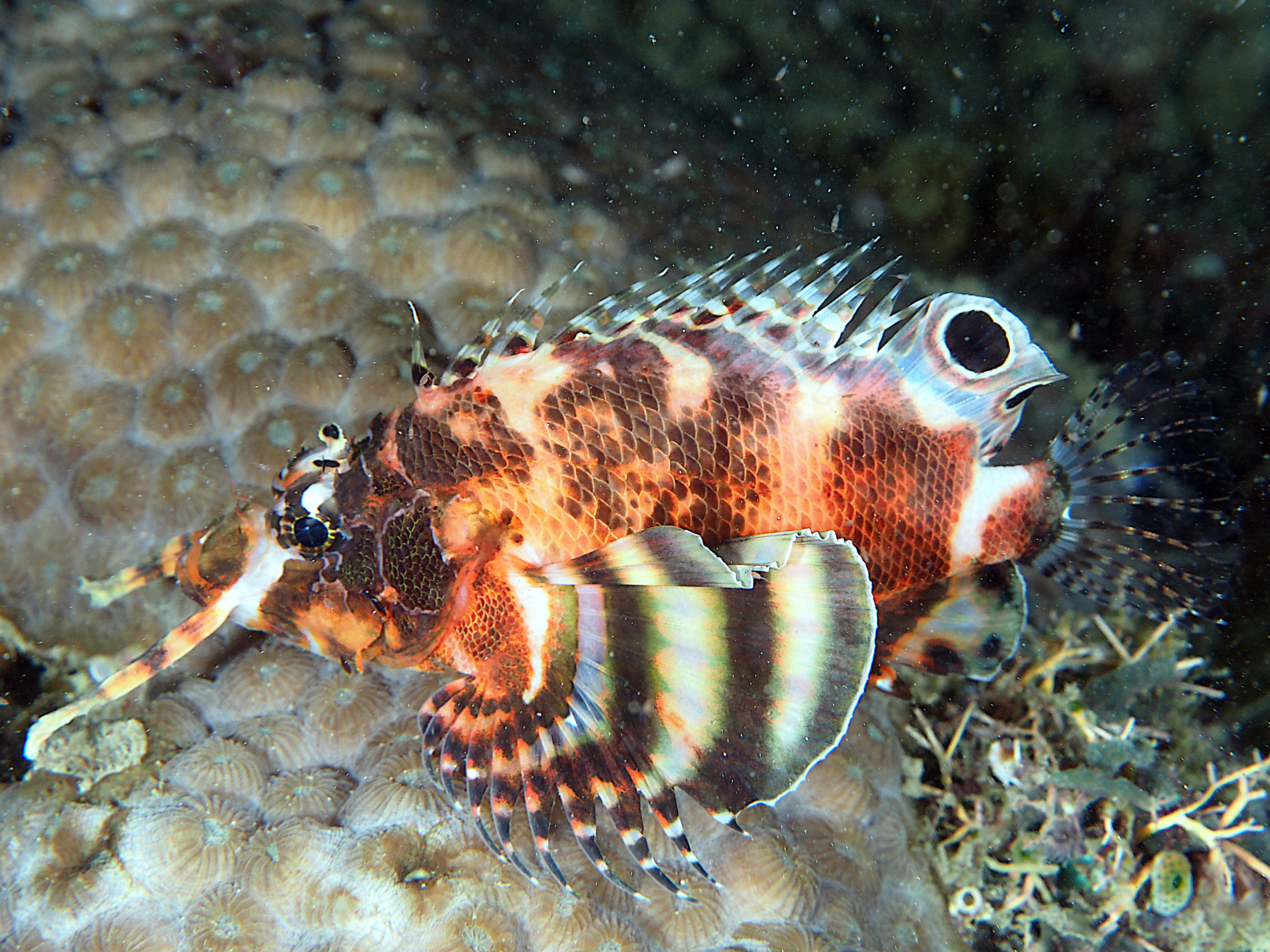 Twinspot Lionfish - Dendrochirus biocellatus