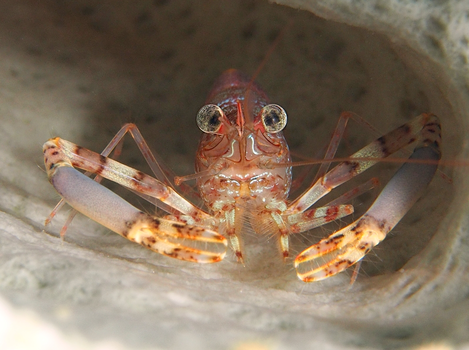 Two Claw Shrimp - Brachycarpus biunguiculatus