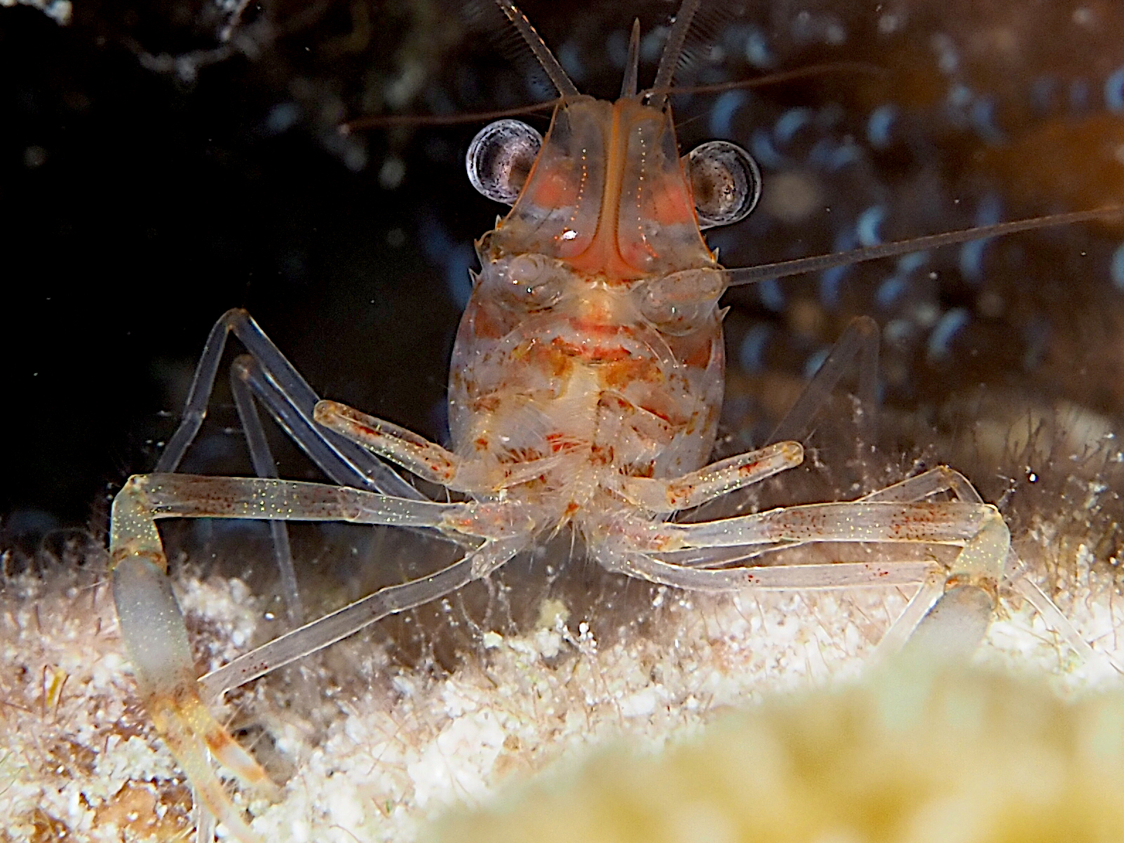 Two Claw Shrimp - Brachycarpus biunguiculatus