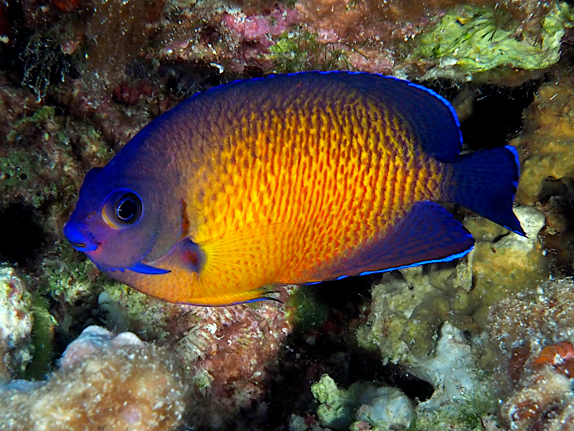 Two-Spined Angelfish - Centropyge bispinosa