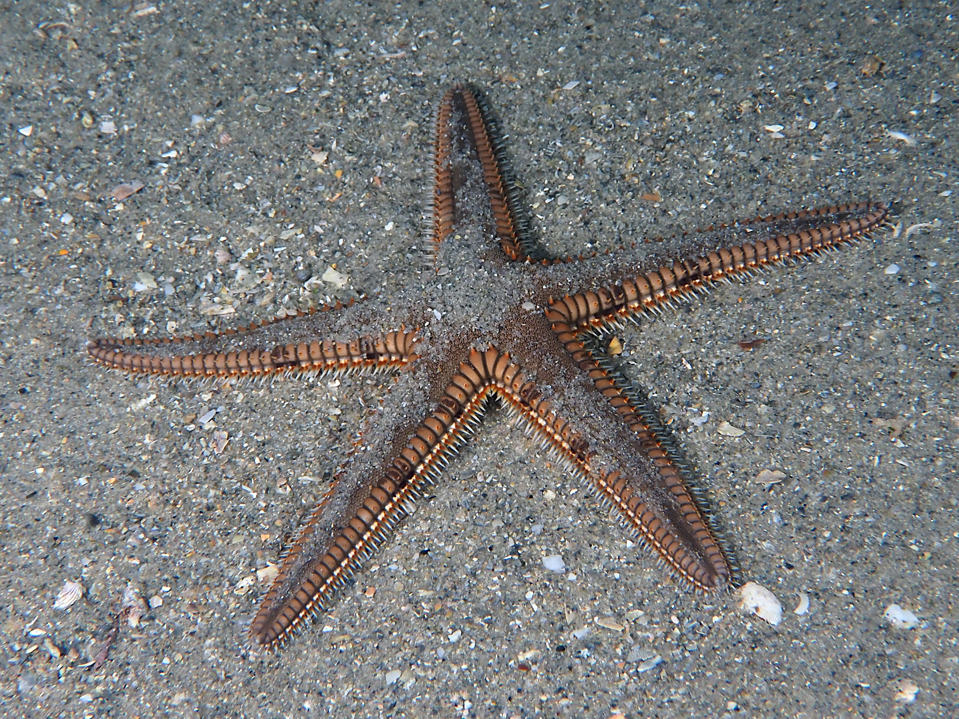 Two-Spined Sea Star - Astropecten duplicatus