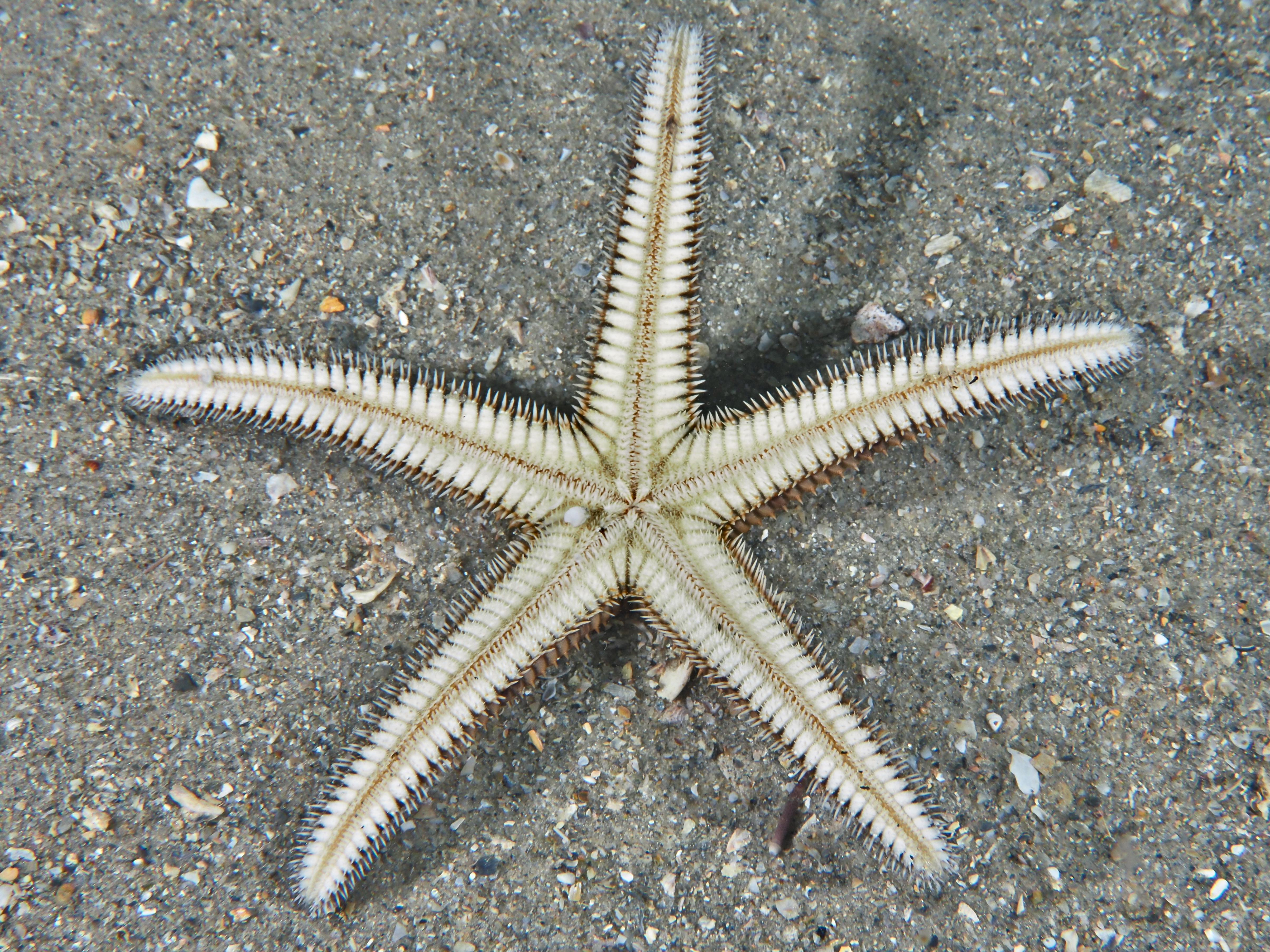 Two-Spined Sea Star - Astropecten duplicatus
