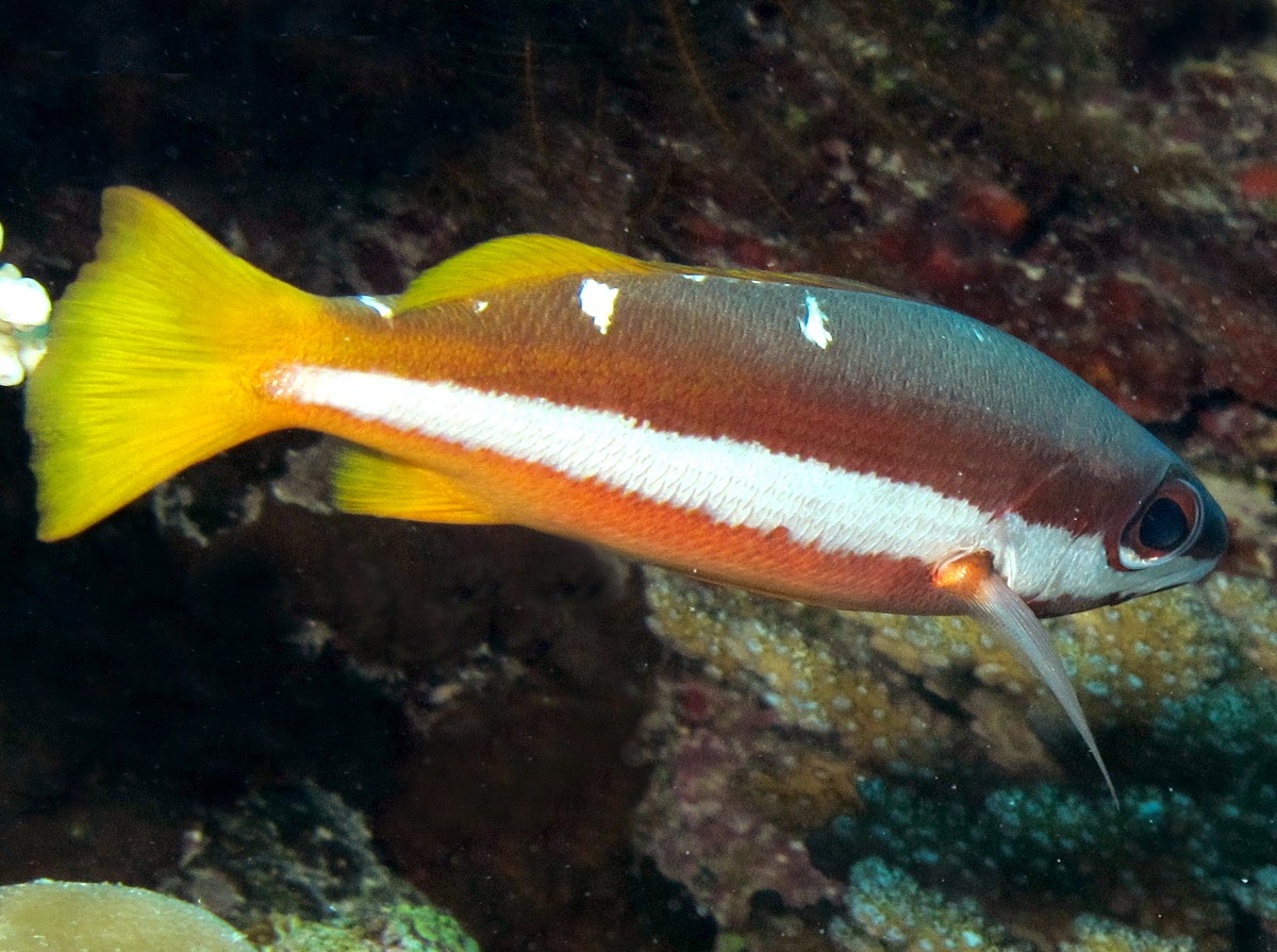 Twospot Snapper - Lutjanus biguttatus - Palau