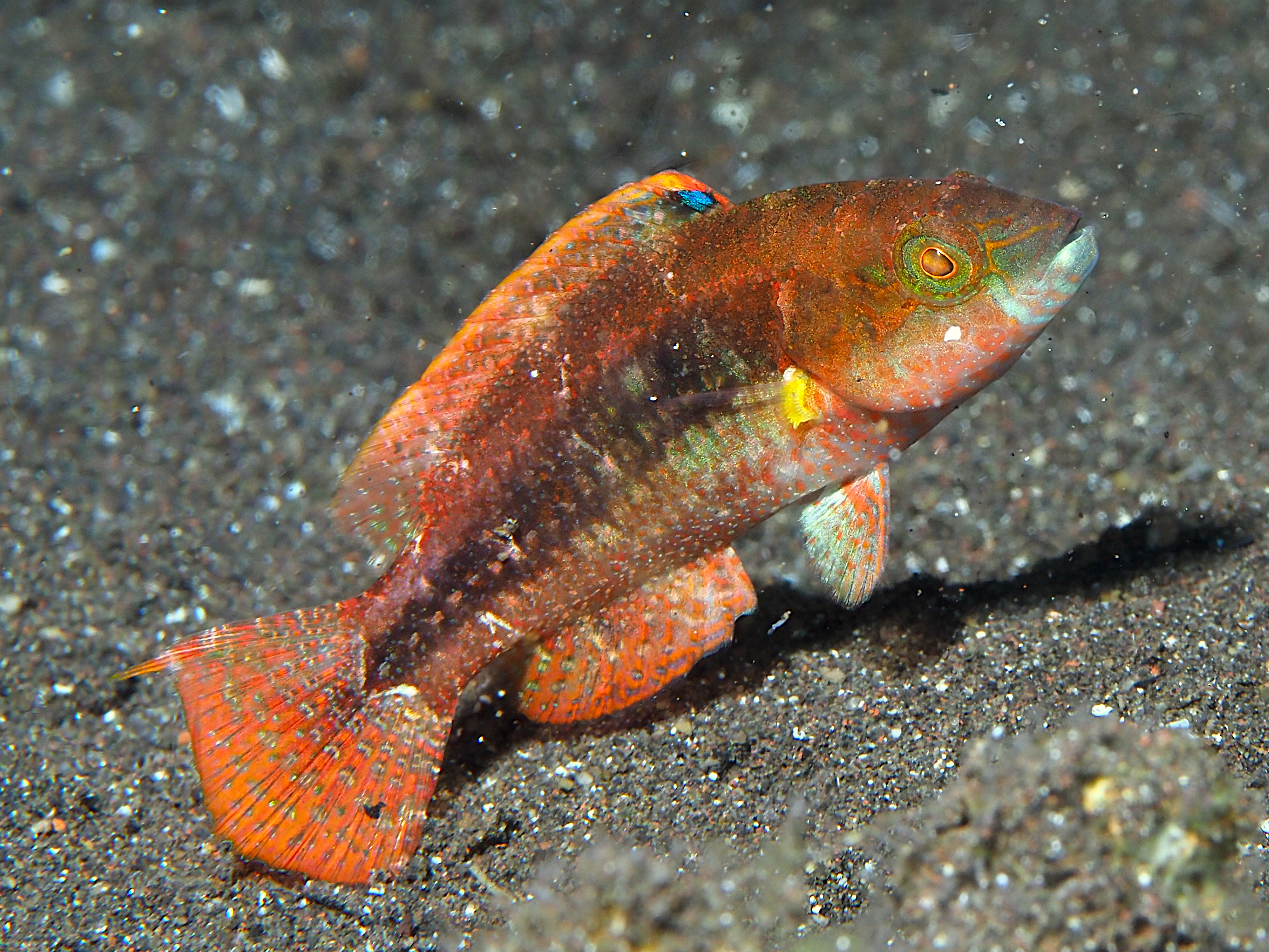 Twospot Wrasse - Oxycheilinus bimaculatus