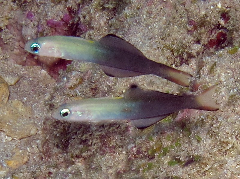 Twotone Dartfish - Ptereleotris evides - Yap, Micronesia
