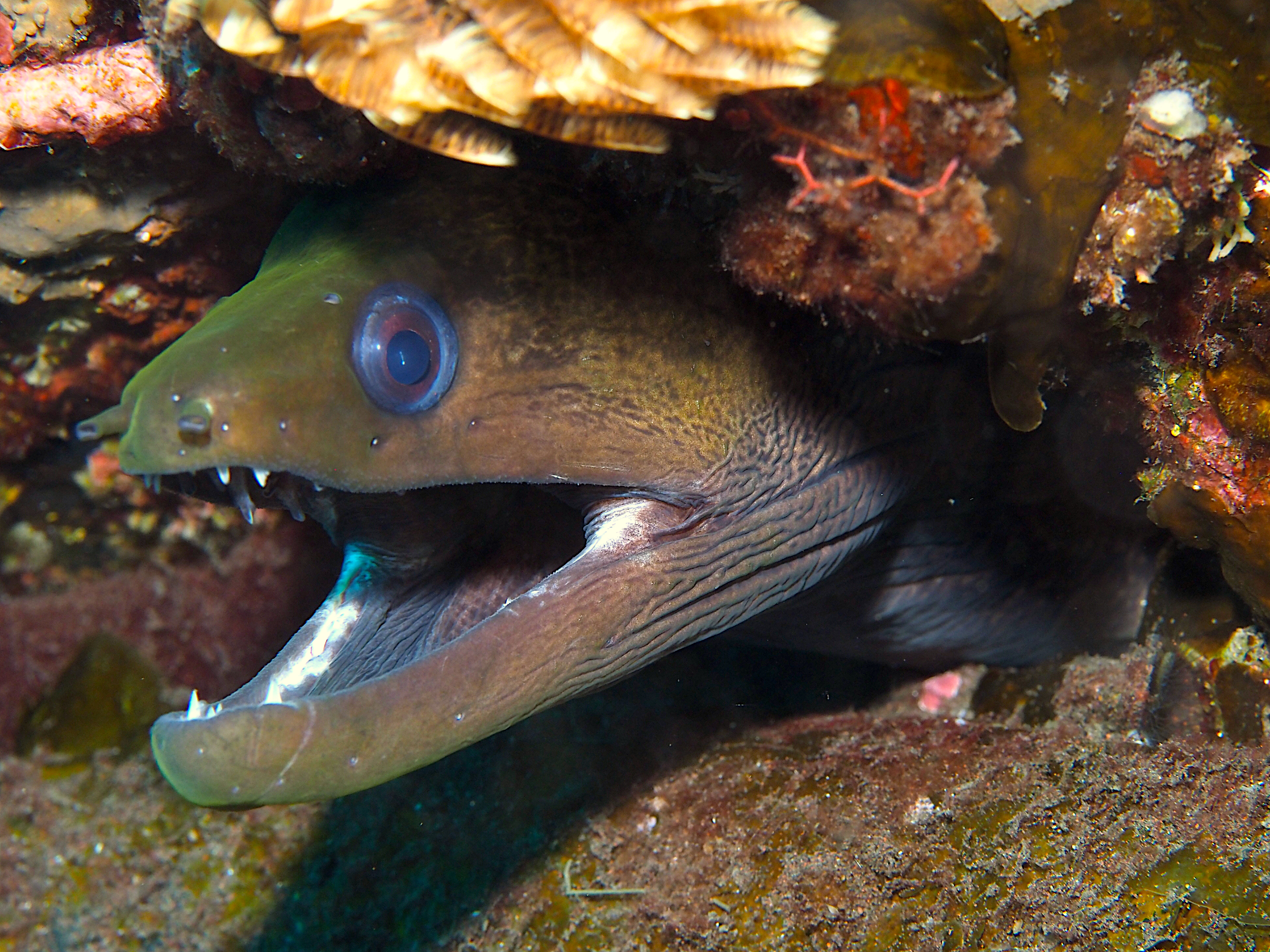 Undulated Moray Eel - Gymnothorax undulatus