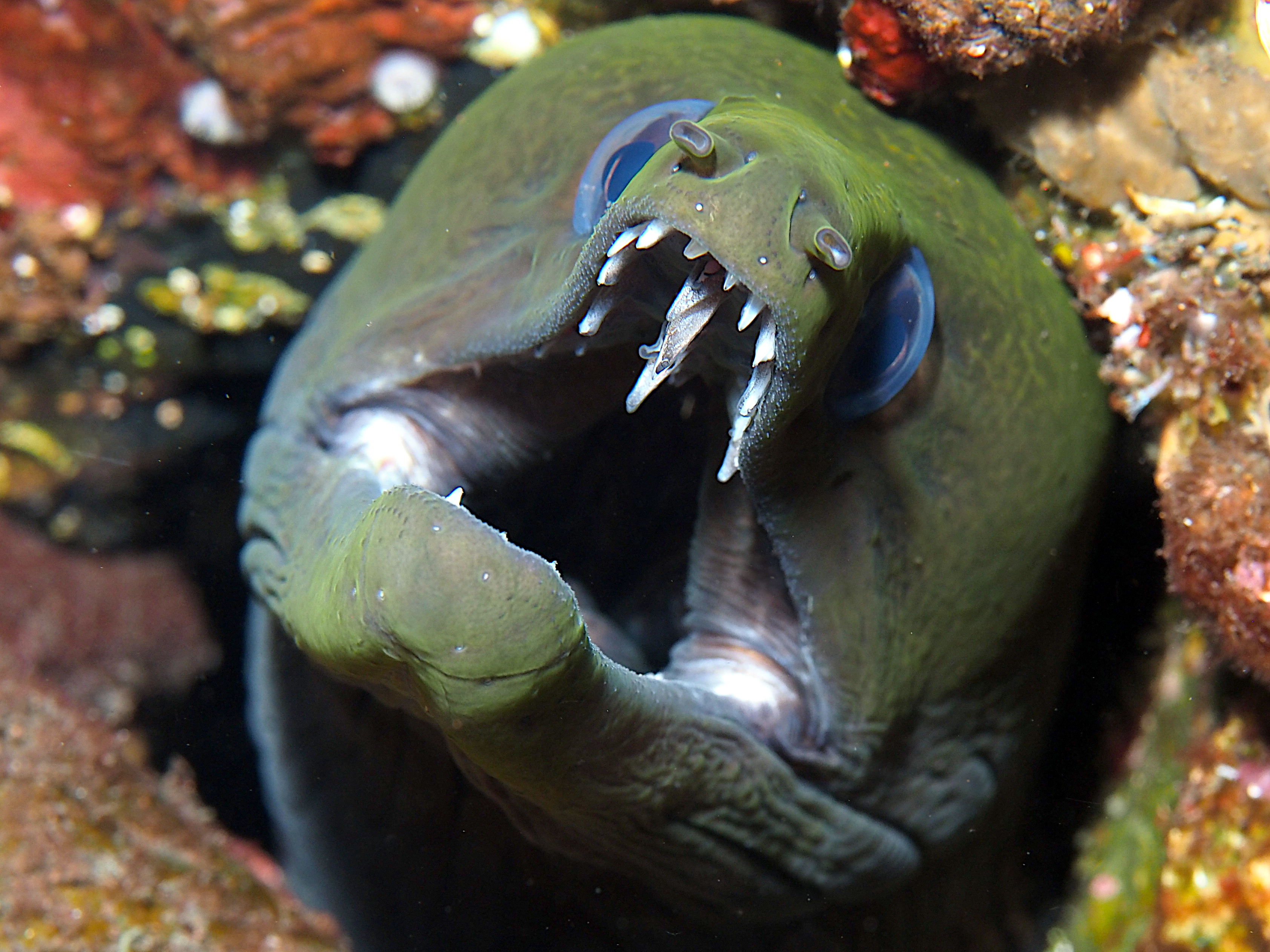 Undulated Moray Eel - Gymnothorax undulatus