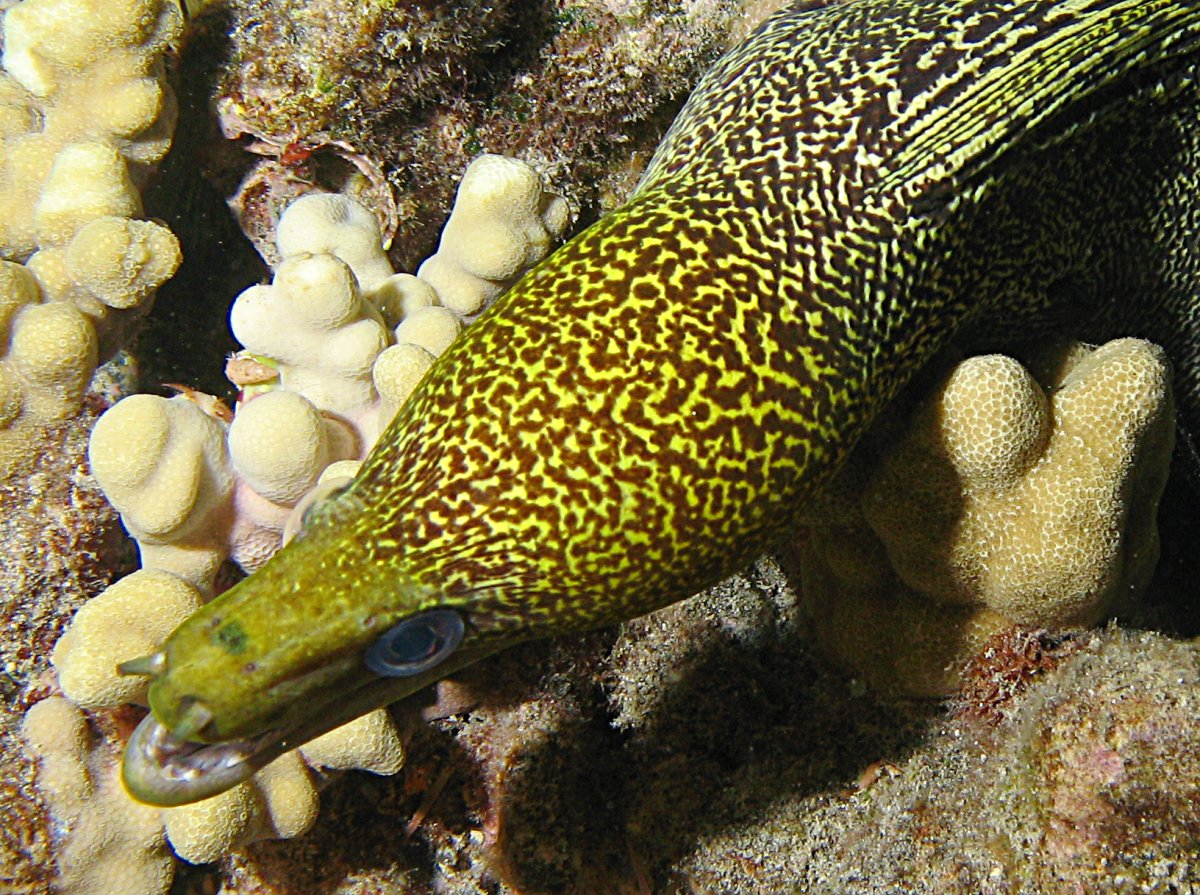 Undulated Moray Eel - Gymnothorax undulatus