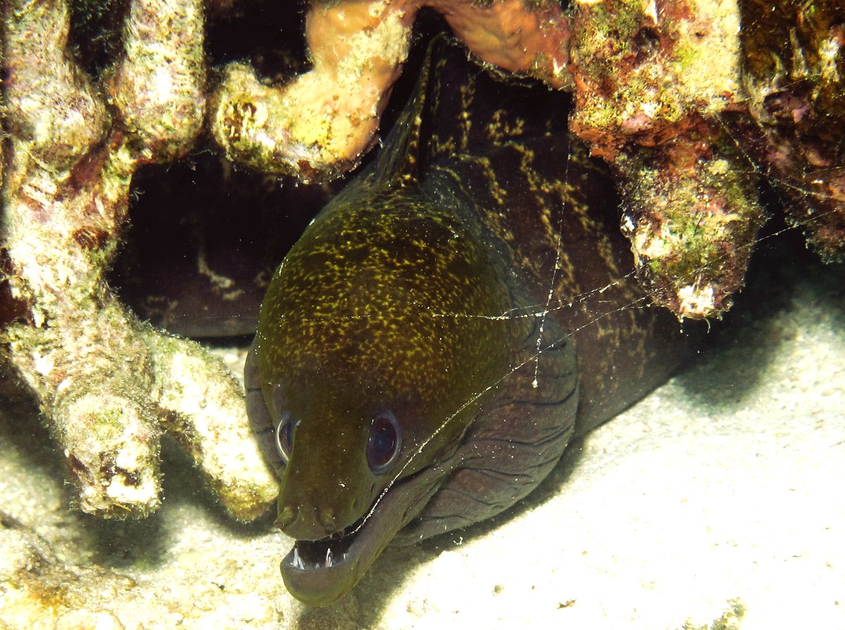 Undulated Moray Eel - Gymnothorax undulatus