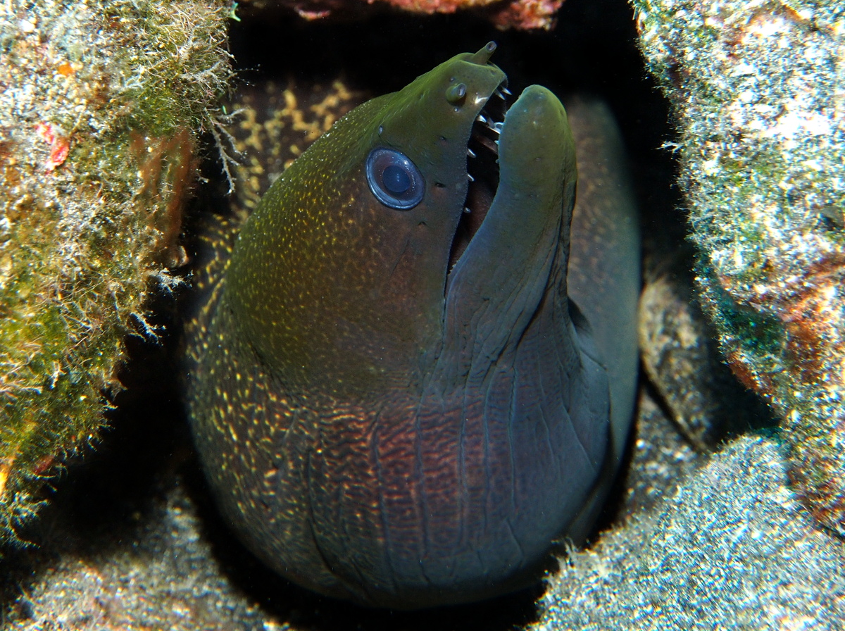 Undulated Moray Eel - Gymnothorax undulatus