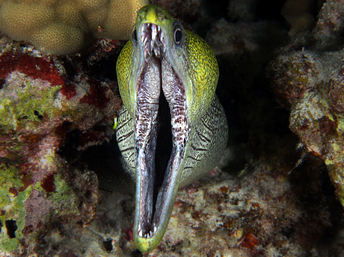 Undulated Moray Eel - Gymnothorax undulatus