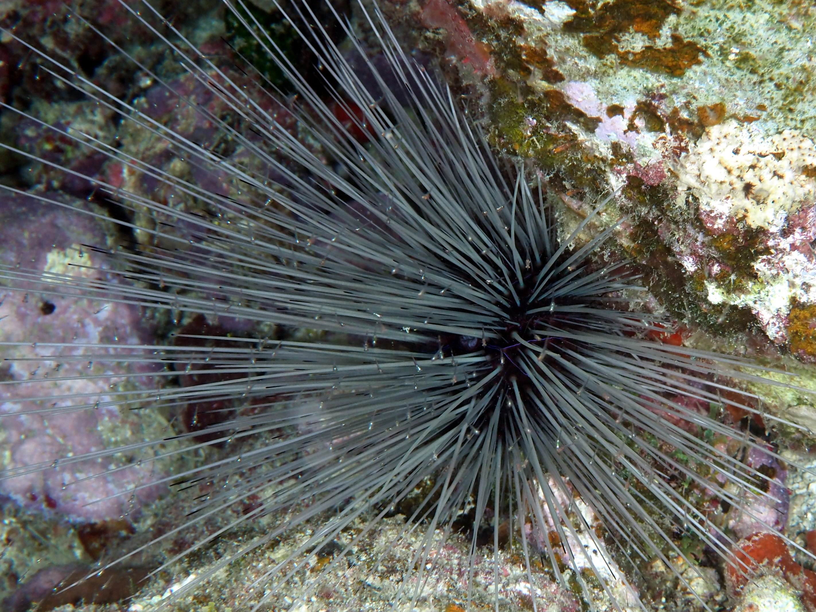 Atlantic Long-Spined Urchin - Diadema antillarum