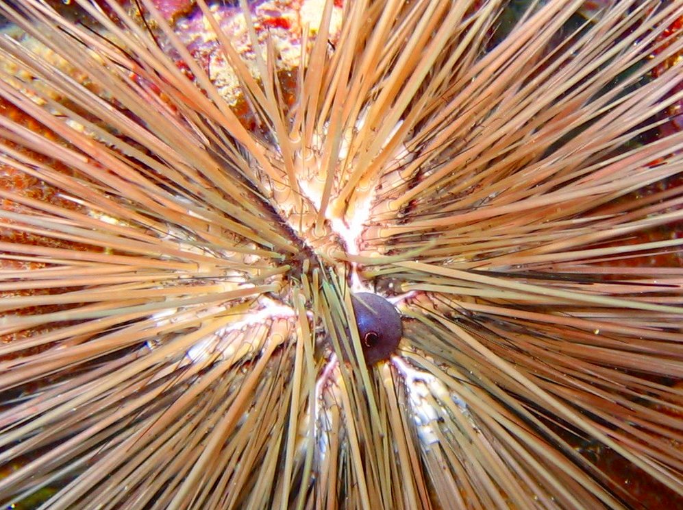 Long-Spined Urchin - Diadema antillarum