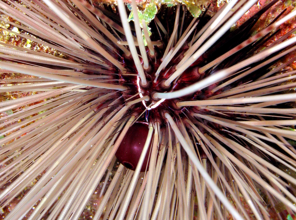 Long-Spined Urchin - Diadema antillarum