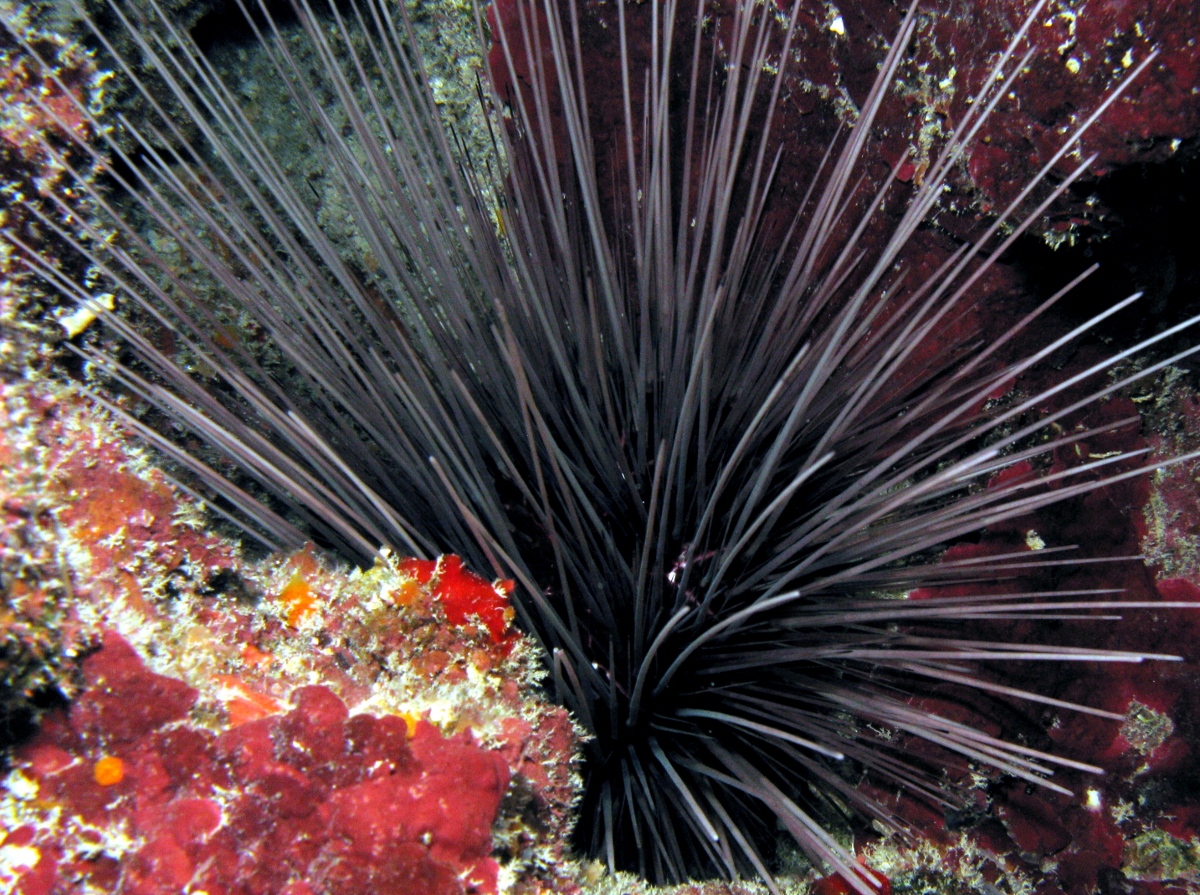 Long-Spined Urchin - Diadema antillarum