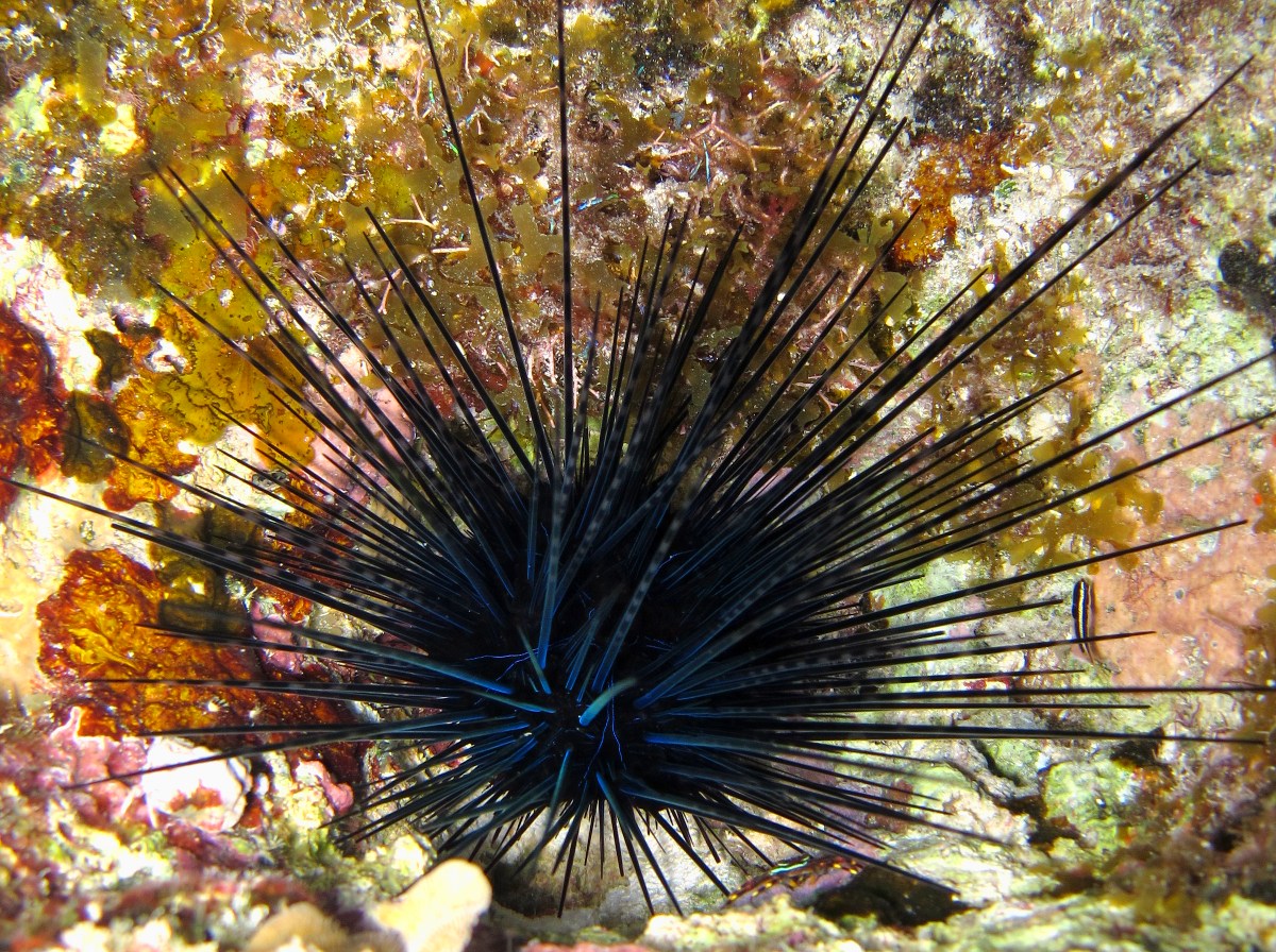 Long-Spined Urchin - Diadema antillarum