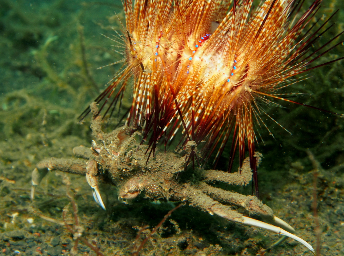 Urchin Carry Crab - Dorippe frascone - Lembeh Strait, Indonesia