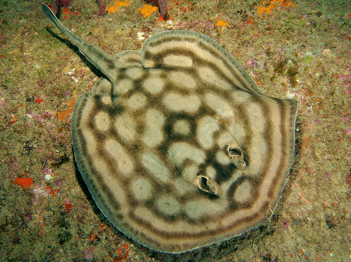 Reef Stingray - Urobatis concentricus