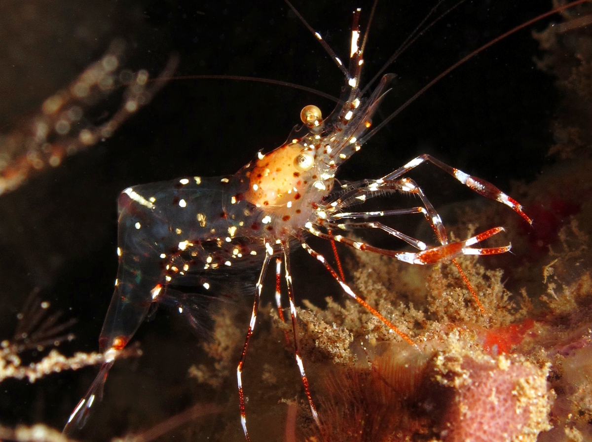 Clear Cleaner Shrimp - Urocaridella antonbruunii