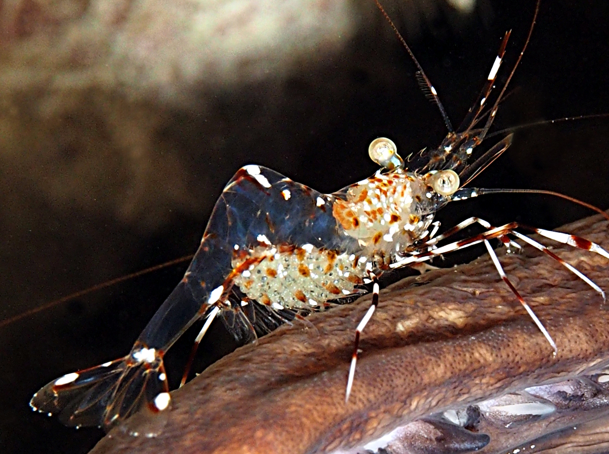 Clear Cleaner Shrimp - Urocaridella antonbruunii