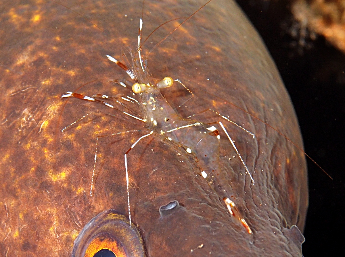 Urocaridella sp. 1 - Urocaridella sp. 1