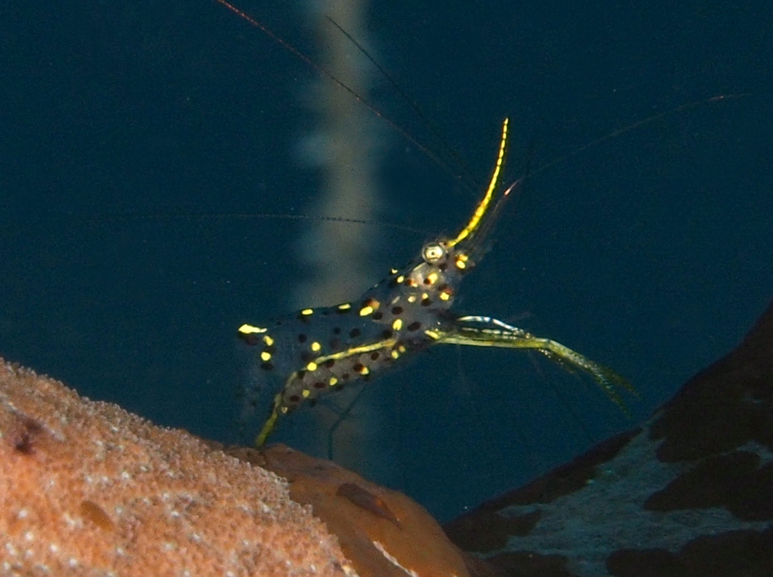 Urocaridella sp. 2 - Urocaridella sp. 2 - Palau