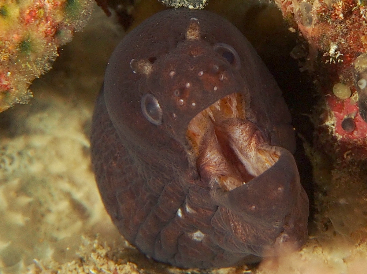 Blotched Moray Eel - Uropterygius fasciolatus