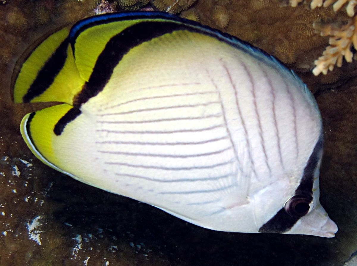 Vagabond Butterflyfish - Chaetodon vagabundus